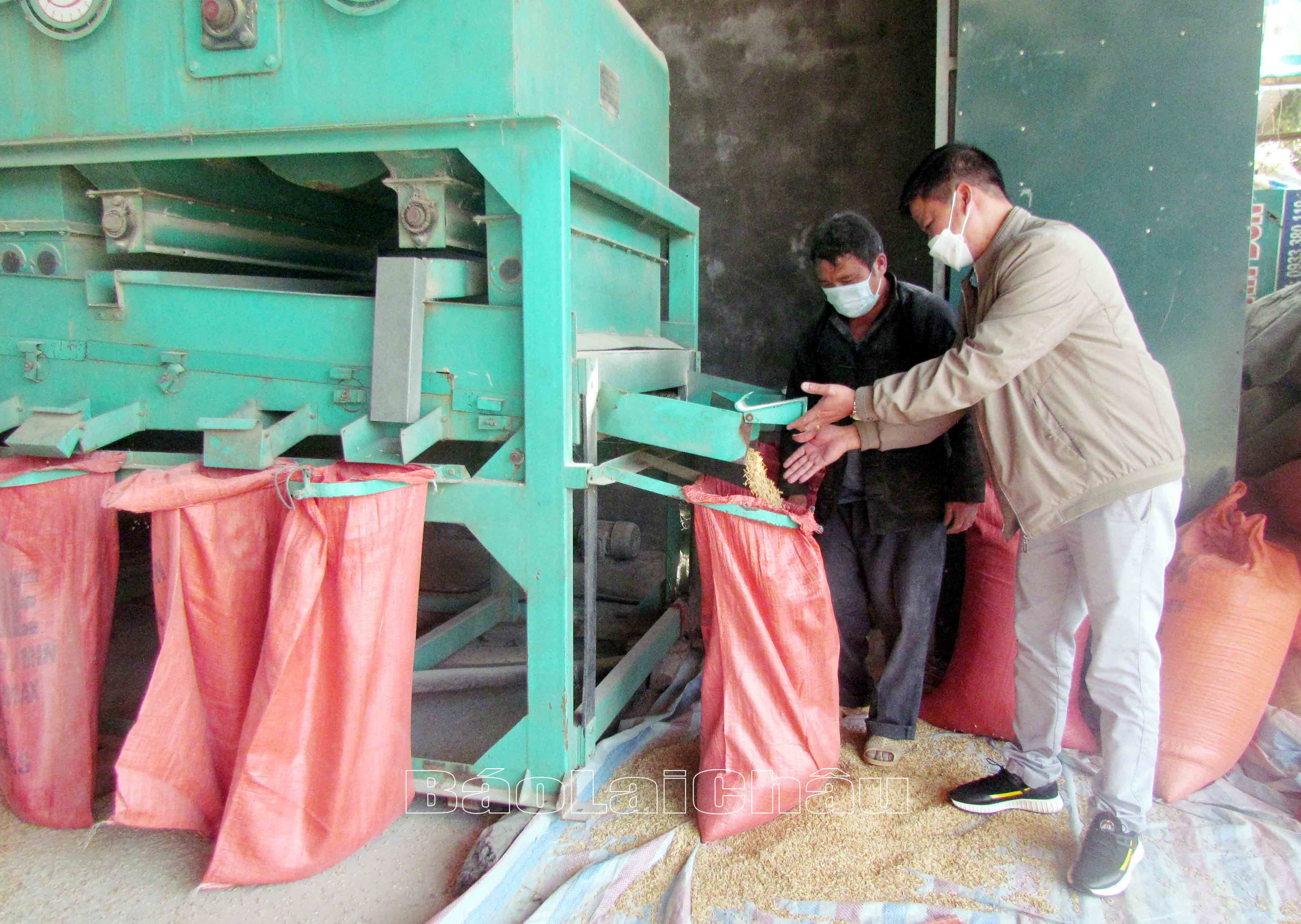Công ty TNHH một thành viên giống vật tư nông nghiệp Tây Bắc đầu tư máy móc để sản xuất ra những sản phẩm gạo tẻ râu có chất lượng tốt nhất.